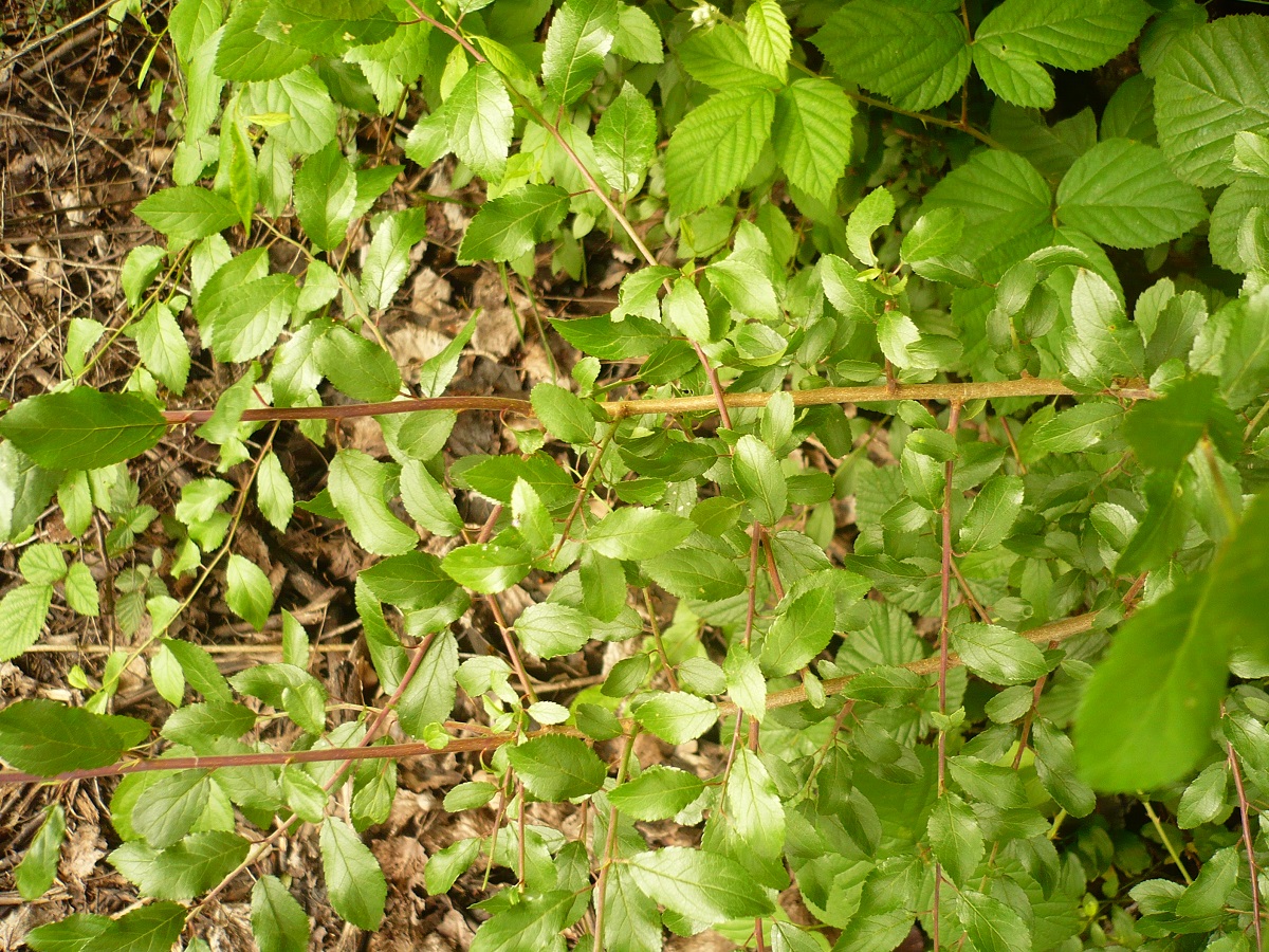 Prunus spinosa var. fruticans (Rosaceae)